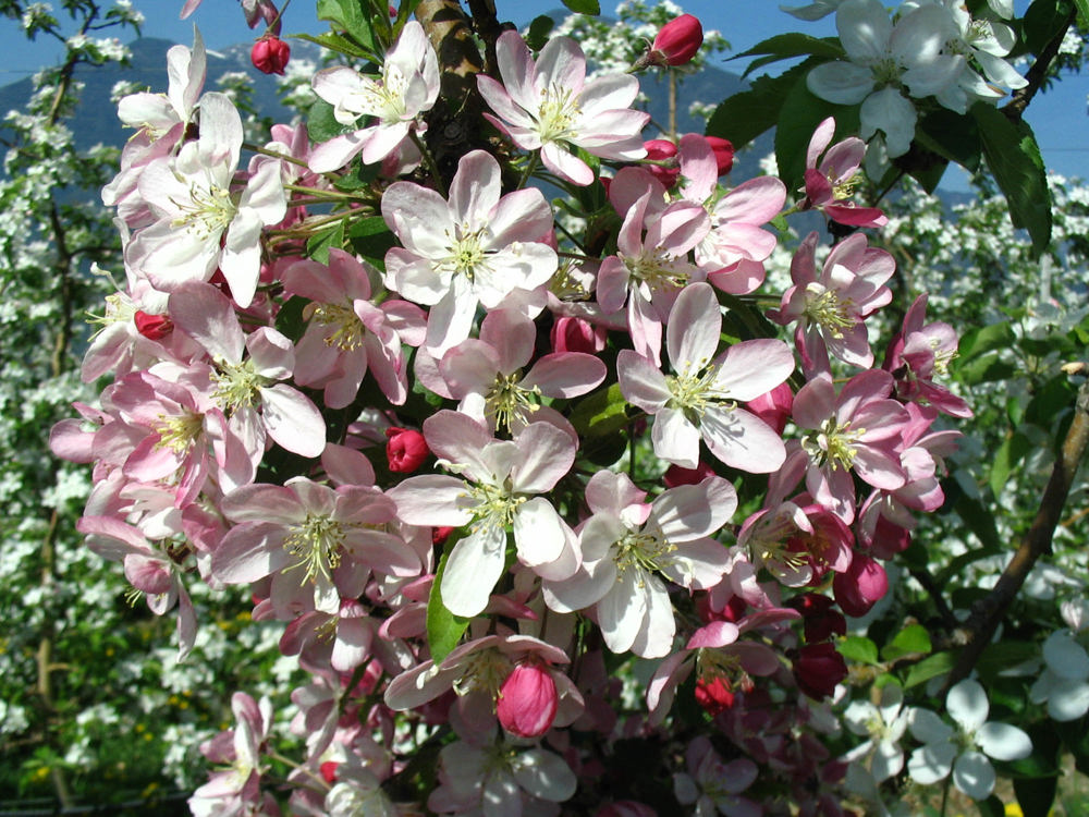 Apfelbl³te 20 04 2007 001